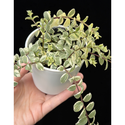 【一点もの】コルムネア ミクロフィラ 斑入り 希少 レア