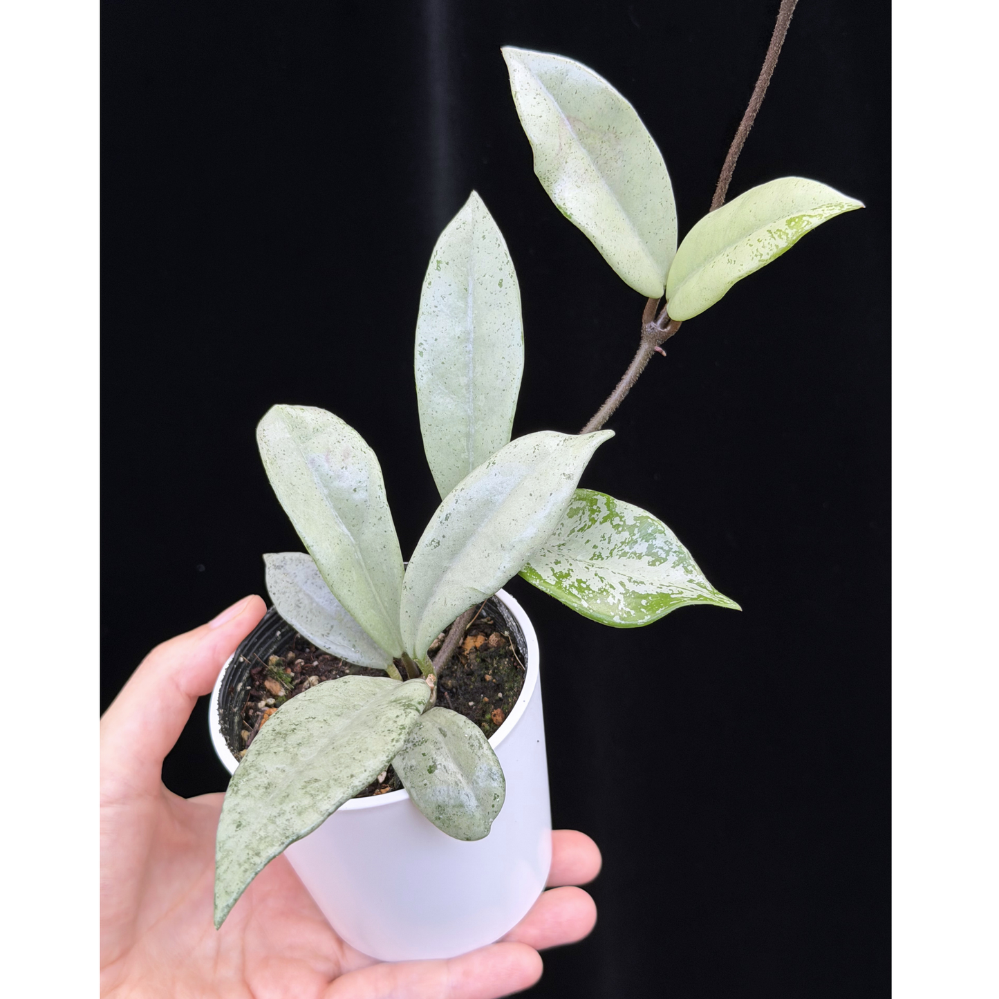 【一点もの】ホヤ ウィルバーグレイブス シルバー Hoya carnosa 'Wilbur Graves'  silver