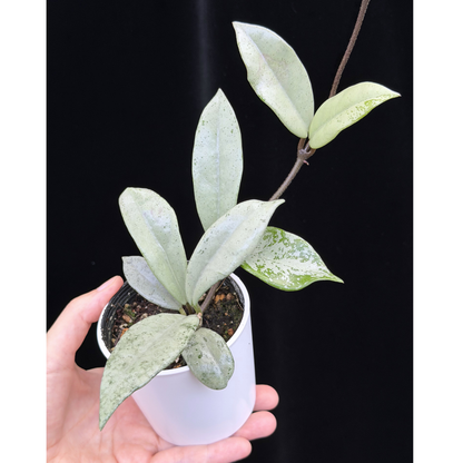 【一点もの】ホヤ ウィルバーグレイブス シルバー Hoya carnosa 'Wilbur Graves'  silver