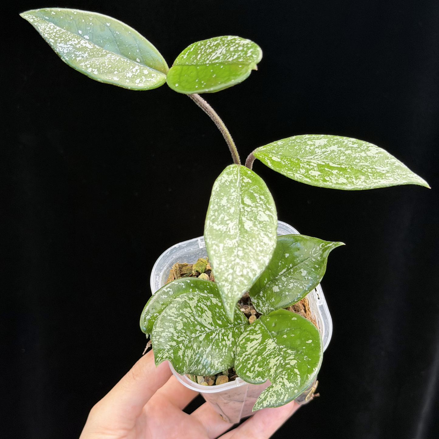 【一点もの】ホヤ ウィルバーグレイブス Hoya Wilbur Graves 3号 ネガミエル ねこチップ