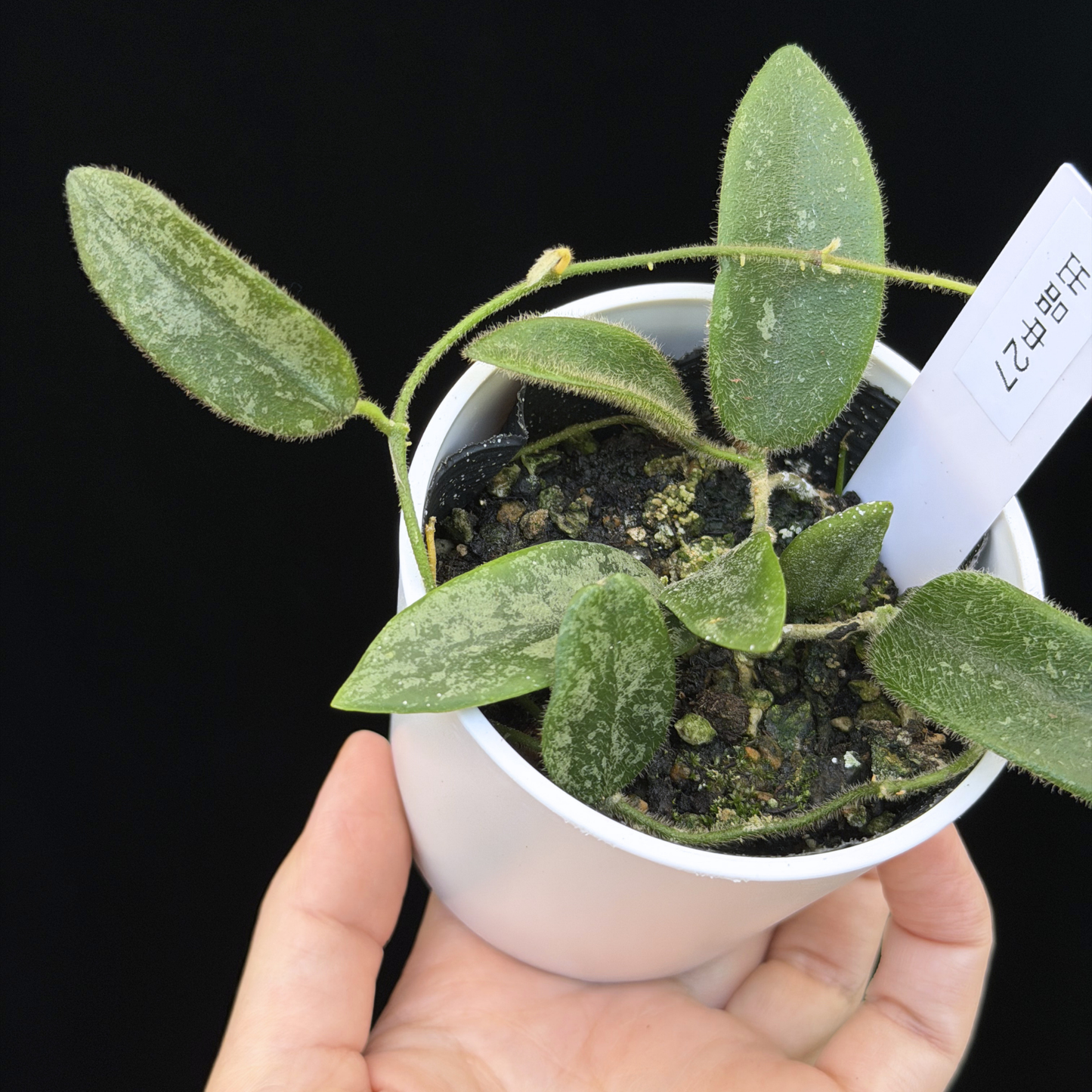 【一点もの】ホヤ トムソニー スプラッシュ Hoya thomsonii splash 27