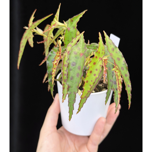 【一点もの】ベゴニア・アンフィオクサス Begonia amphioxus 18