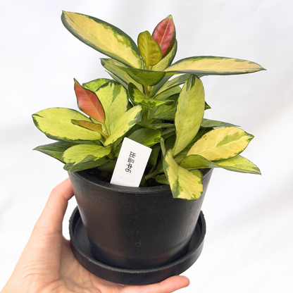 【一点もの】ホヤ オーストラリス リサ 4号 BLACK PLASTIC POT 受け皿付き ねこチップ