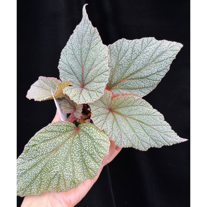 【一点もの】ベゴニア シンバッド Begonia Sinbad 2