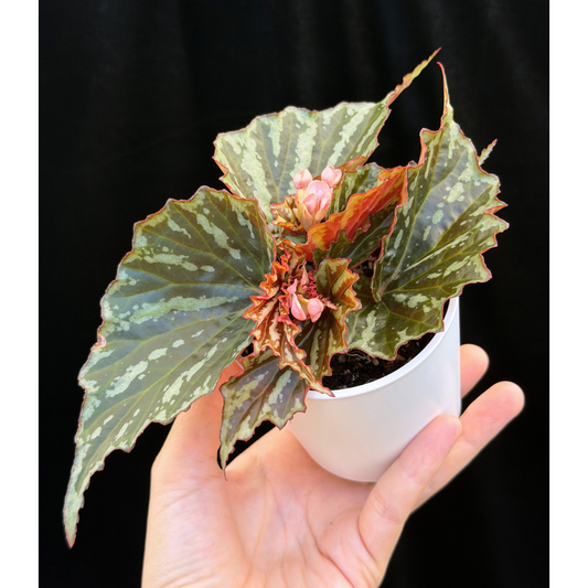 【一点もの】ベゴニア イリアンジャヤ Begonia sp.Irian jaya
