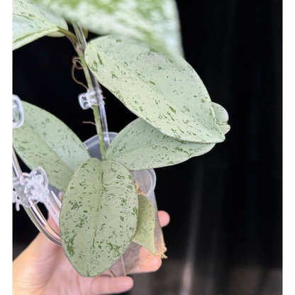 【一点もの】ホヤ プビカリクス シルバーゴースト Hoya Pubicalyx silver ghost  希少 レア ねこチップ ネガミエル3号 クリア支柱Mサイズ 1