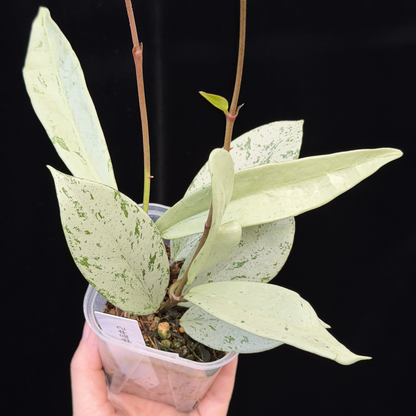 【一点もの】ホヤ プビカリクス シルバーゴースト Hoya Pubicalyx silver ghost 3号 スリット鉢 希少 レア ねこチップ 2