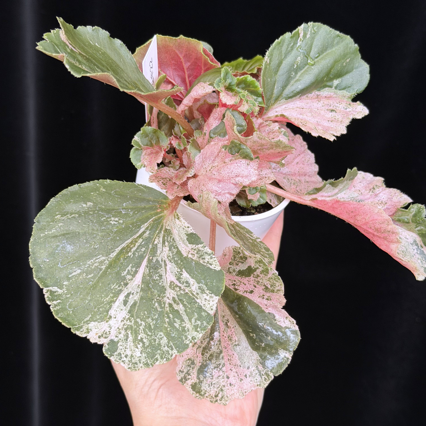 【一点もの】ベゴニア ククラータ ピンク斑入り begonia cucullata Pink variegated 希少 レア 22