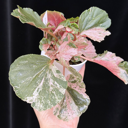 【一点もの】ベゴニア ククラータ ピンク斑入り begonia cucullata Pink variegated 希少 レア 22