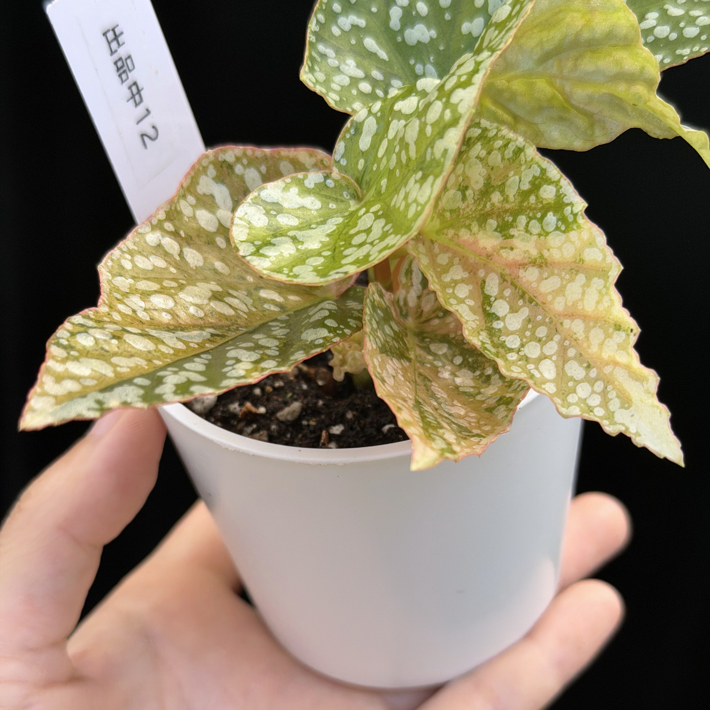 【一点もの】ベゴニア スノーキャップド ピンク斑入り Begonia Snow Capped variegata 12