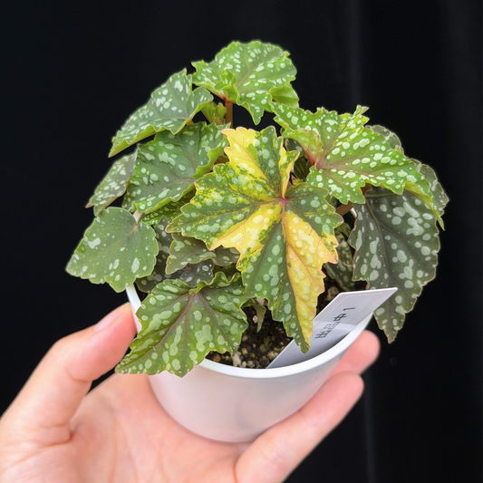 【一点もの】ベゴニア 出雲の煌星 斑入り Izumo no Kiraboshi variegated 希少 激レア 1