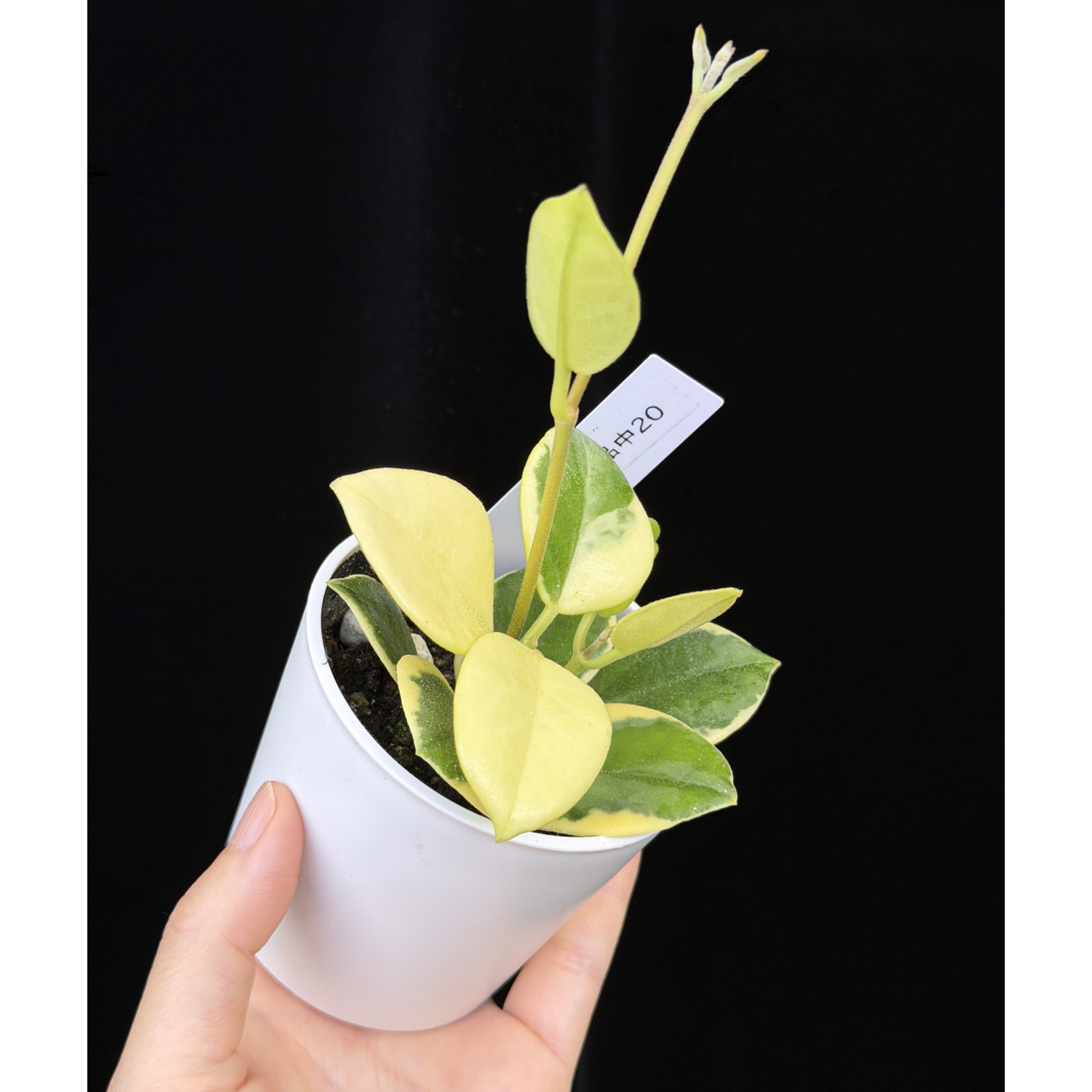 【一点もの】ホヤ オーストラリス ホワイトマージン Hoya australis 'White Margin' 20