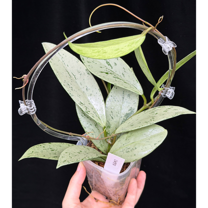 【一点もの】ホヤ プビカリクス シルバーゴースト Hoya Pubicalyx silver ghost  希少 レア ねこチップ ネガミエル3号 クリア支柱Mサイズ 2