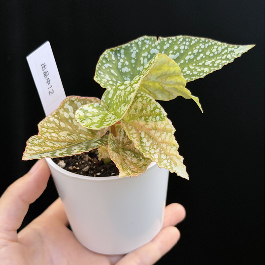 【一点もの】ベゴニア スノーキャップド ピンク斑入り Begonia Snow Capped variegata 12