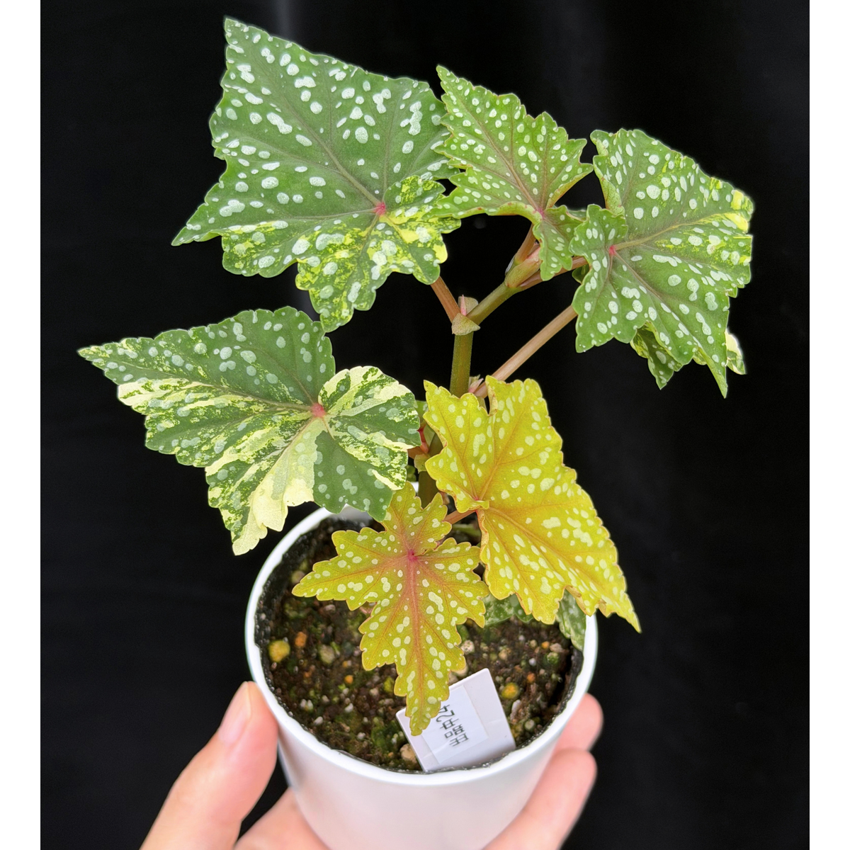 【一点もの】ベゴニア 出雲の煌星 斑入り Izumo no Kiraboshi variegated 希少 激レア 24