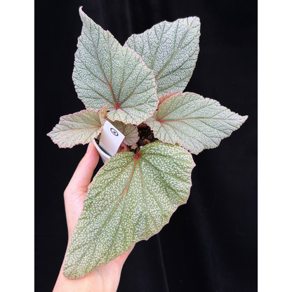 【一点もの】ベゴニア シンバッド Begonia Sinbad 2