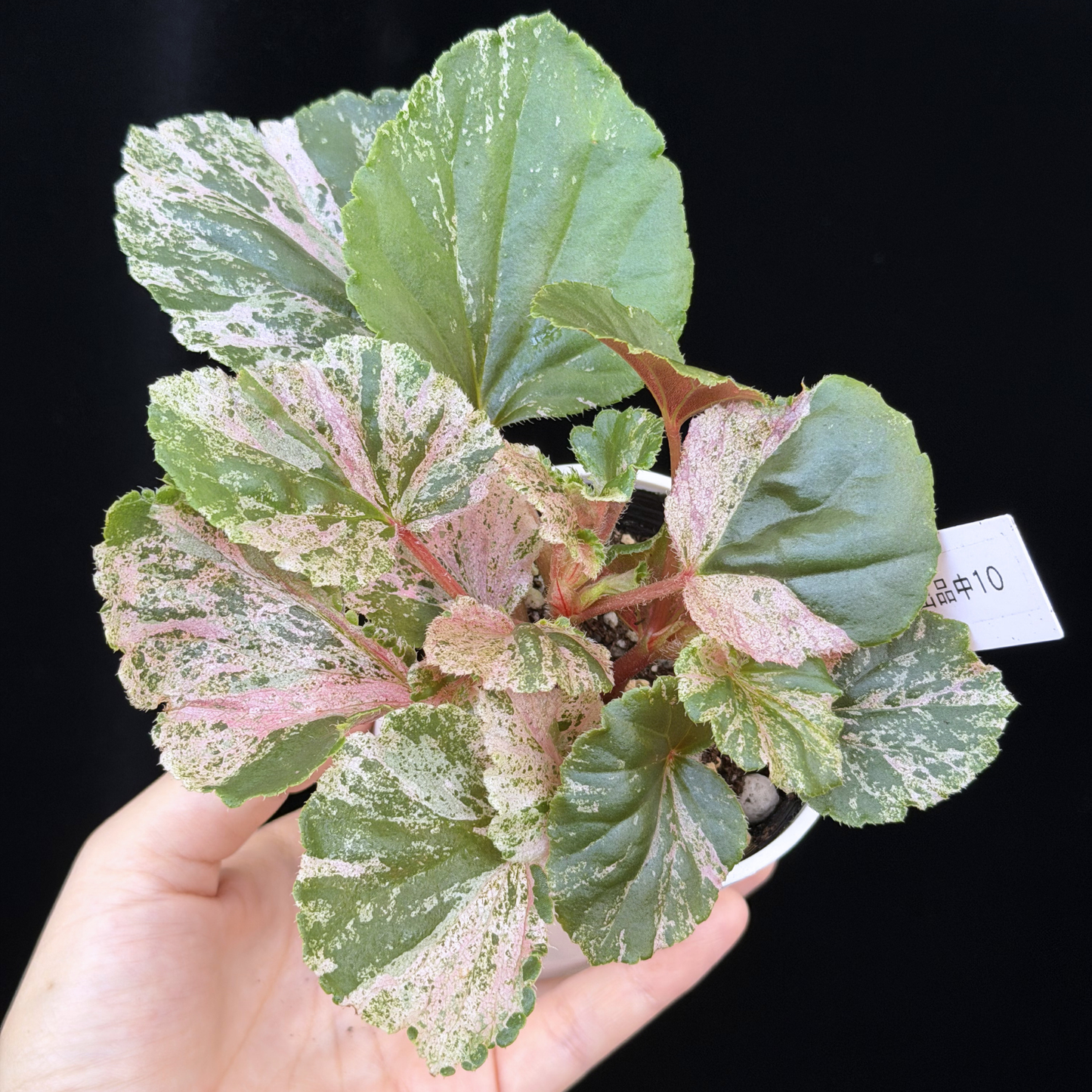 【一点もの】ベゴニア ククラータ ピンク斑入り begonia cucullata Pink variegated 希少 レア 10