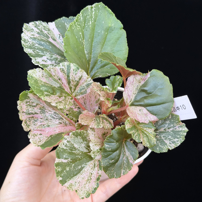 【一点もの】ベゴニア ククラータ ピンク斑入り begonia cucullata Pink variegated 希少 レア 10