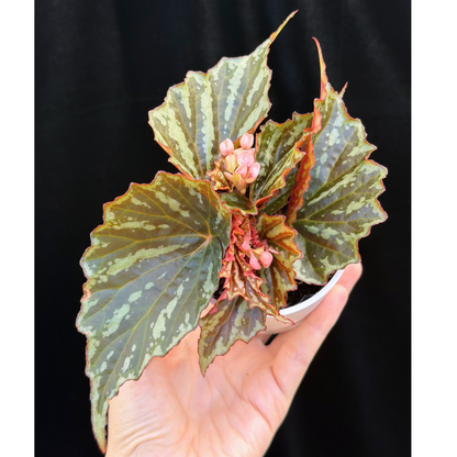 【一点もの】ベゴニア イリアンジャヤ Begonia sp.Irian jaya