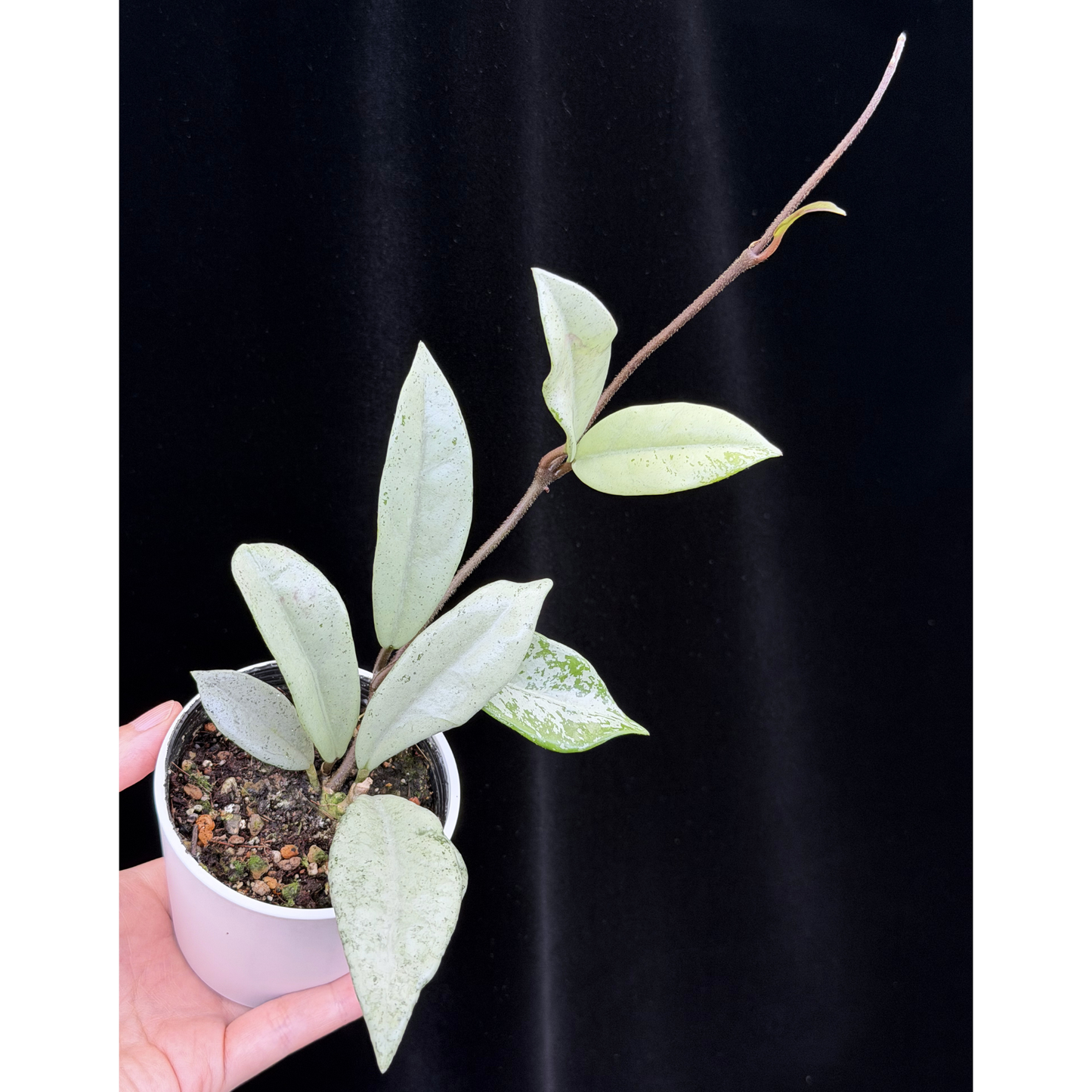 【一点もの】ホヤ ウィルバーグレイブス シルバー Hoya carnosa 'Wilbur Graves'  silver