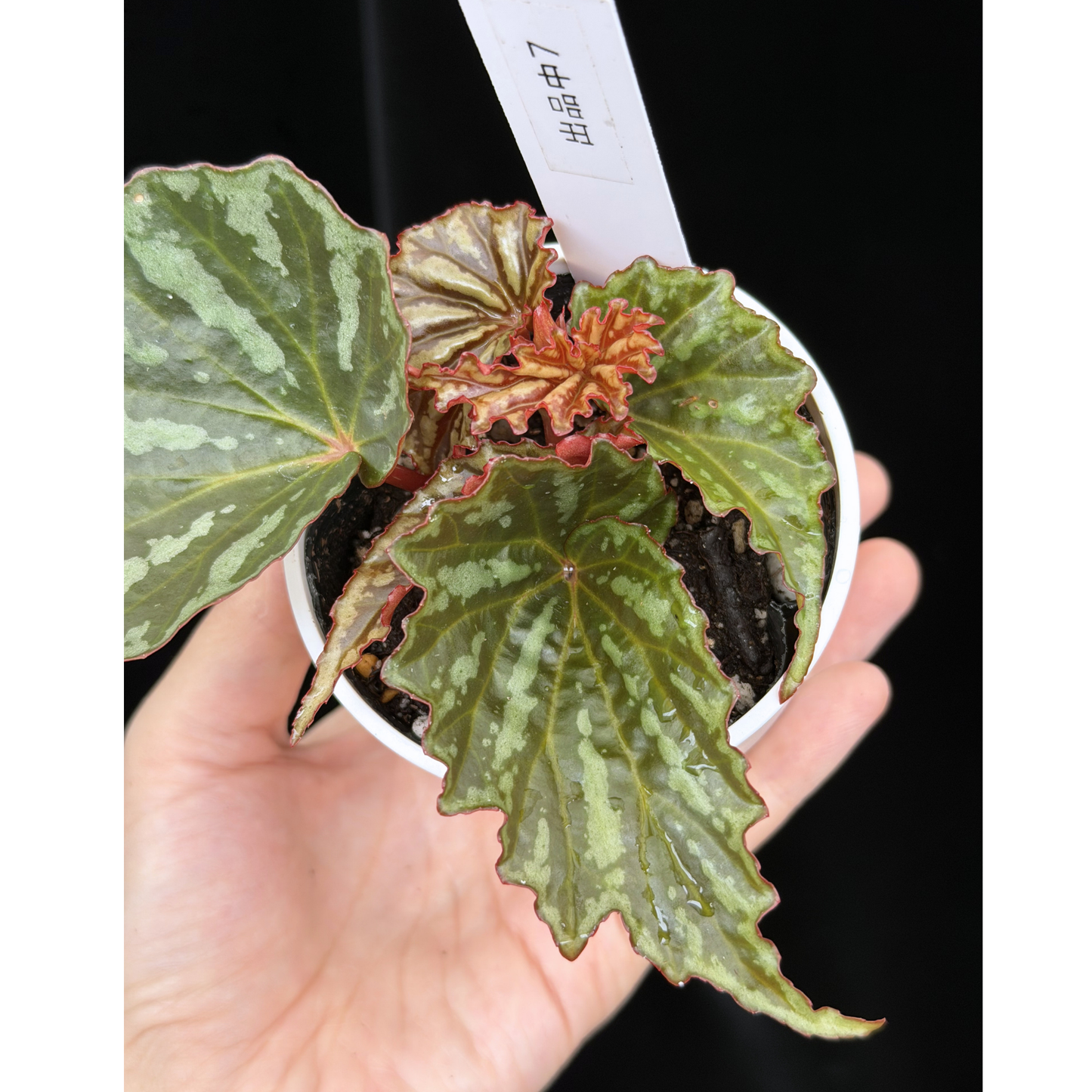 【一点もの】ベゴニア イリアンジャヤ Begonia sp.Irian jaya 7