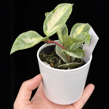【一点もの】ホヤ・アルゲンティア・プリンセス Hoya carnosa 'Argentea Princess'  希少 レア 11
