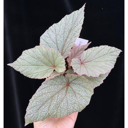 【一点もの】ベゴニア シンバッド Begonia Sinbad 17