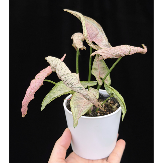 【一点もの】シンゴニウム ピンクローリー Syngonium Pink Rolli