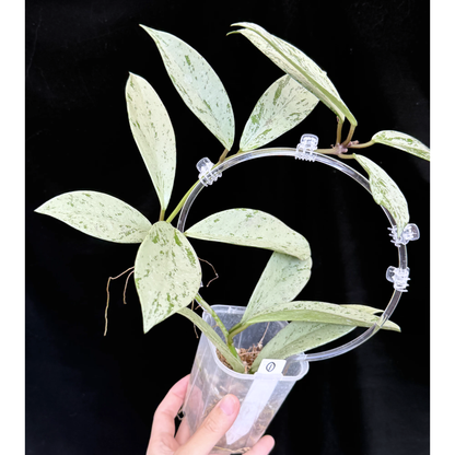 【一点もの】ホヤ プビカリクス シルバーゴースト Hoya Pubicalyx silver ghost  希少 レア ねこチップ ネガミエル3号 クリア支柱Mサイズ 1