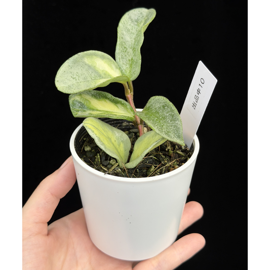 【一点もの】ホヤ・アルゲンティア・プリンセス Hoya carnosa 'Argentea Princess'  希少 レア 10