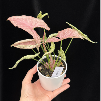 【一点もの】シンゴニウム ピンクローリー Syngonium Pink Rolli 15