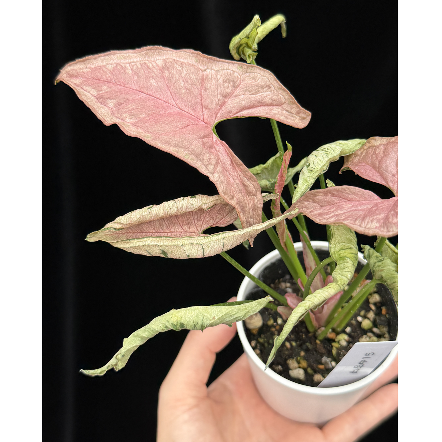 【一点もの】シンゴニウム ピンクローリー Syngonium Pink Rolli 15