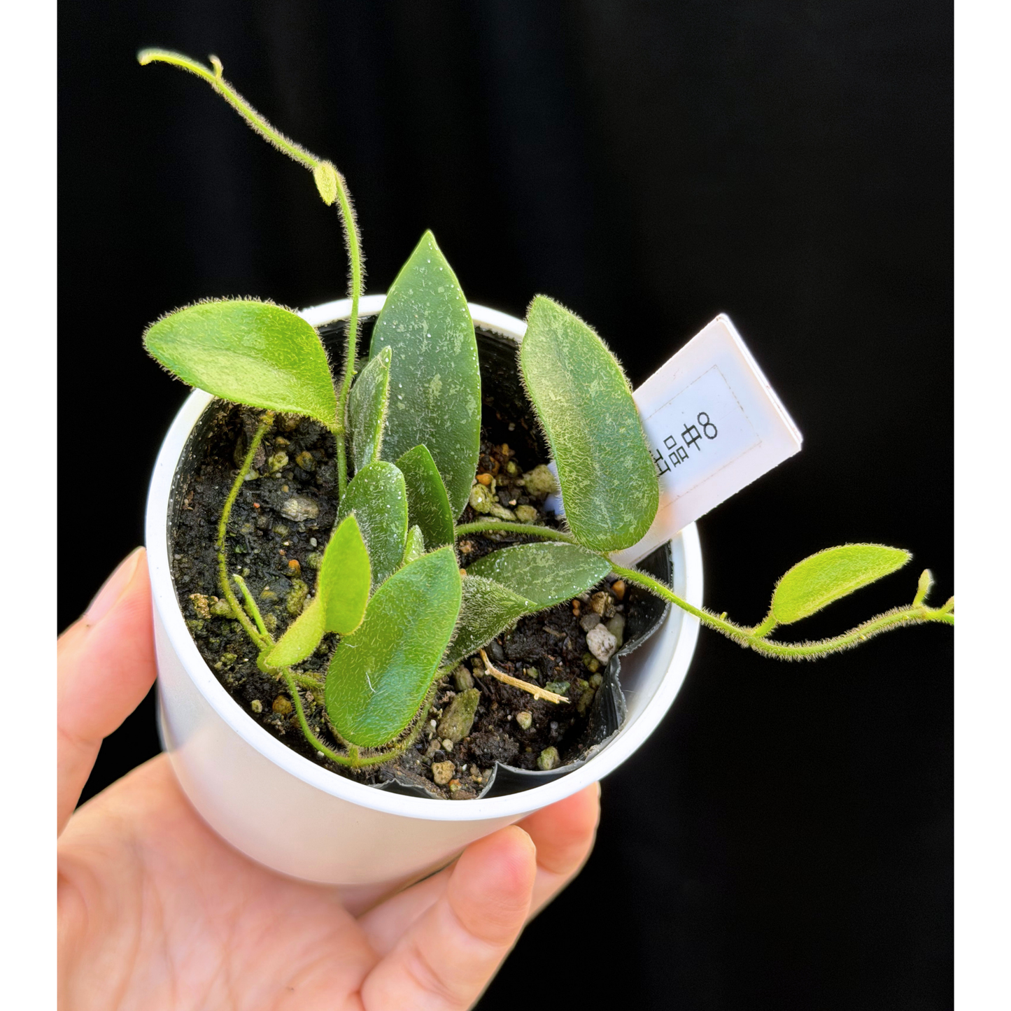 【一点もの】ホヤ トムソニー スプラッシュ Hoya thomsonii splash 8