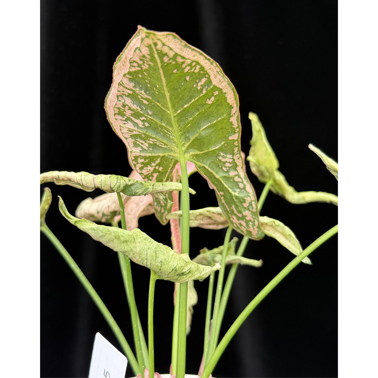 【一点もの】シンゴニウム ピンクローリー Syngonium Pink Rolli 15