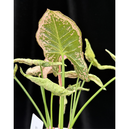 【一点もの】シンゴニウム ピンクローリー Syngonium Pink Rolli 15