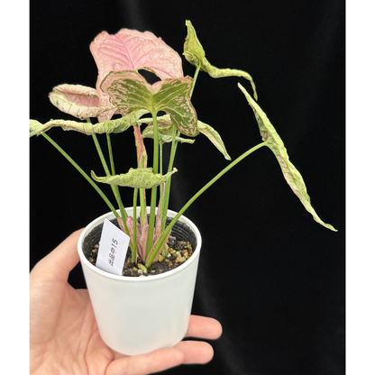 【一点もの】シンゴニウム ピンクローリー Syngonium Pink Rolli 15