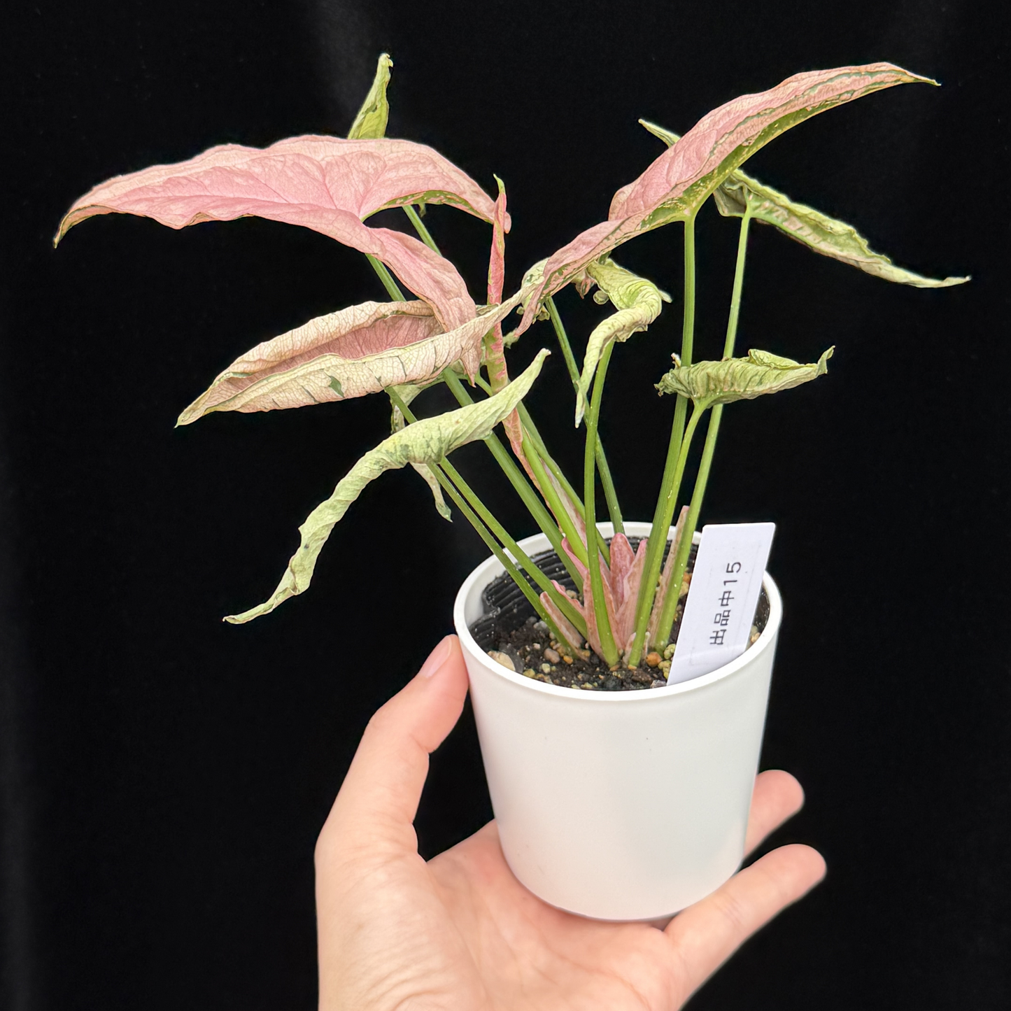 【一点もの】シンゴニウム ピンクローリー Syngonium Pink Rolli 15