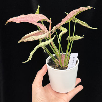 【一点もの】シンゴニウム ピンクローリー Syngonium Pink Rolli 15