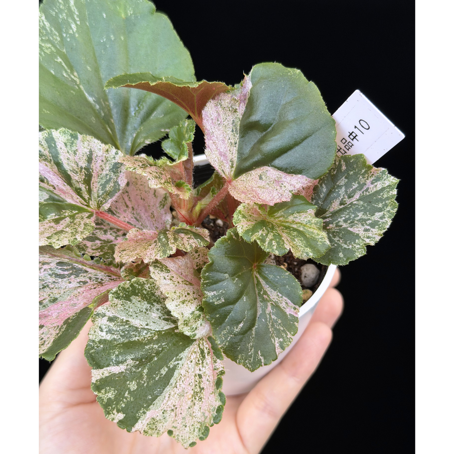 【一点もの】ベゴニア ククラータ ピンク斑入り begonia cucullata Pink variegated 希少 レア 10