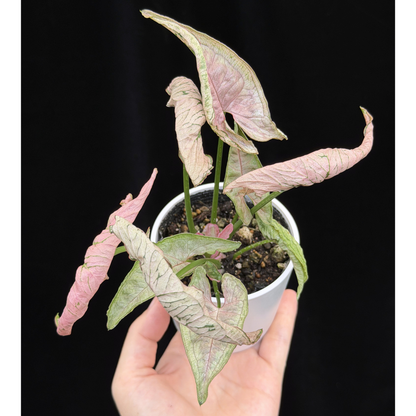 【一点もの】シンゴニウム ピンクローリー Syngonium Pink Rolli