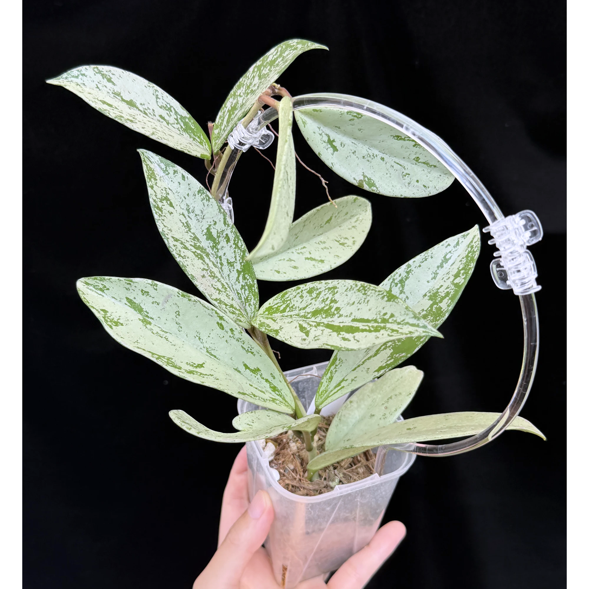 【一点もの】ホヤ プビカリクス シルバーゴースト Hoya Pubicalyx silver ghost  希少 レア ねこチップ ネガミエル3号 クリア支柱Mサイズ 4