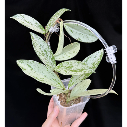 【一点もの】ホヤ プビカリクス シルバーゴースト Hoya Pubicalyx silver ghost  希少 レア ねこチップ ネガミエル3号 クリア支柱Mサイズ 4