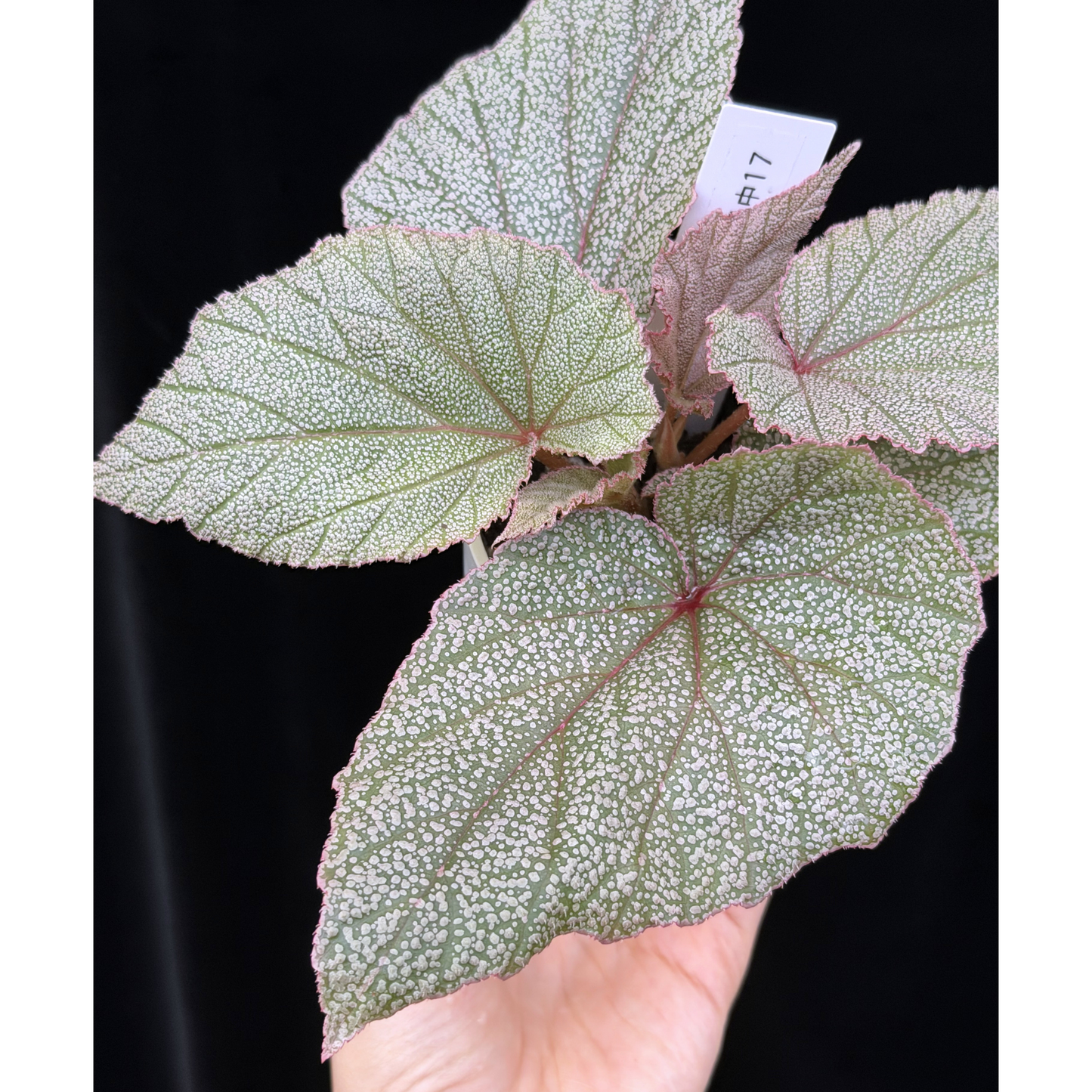 【一点もの】ベゴニア シンバッド Begonia Sinbad 17