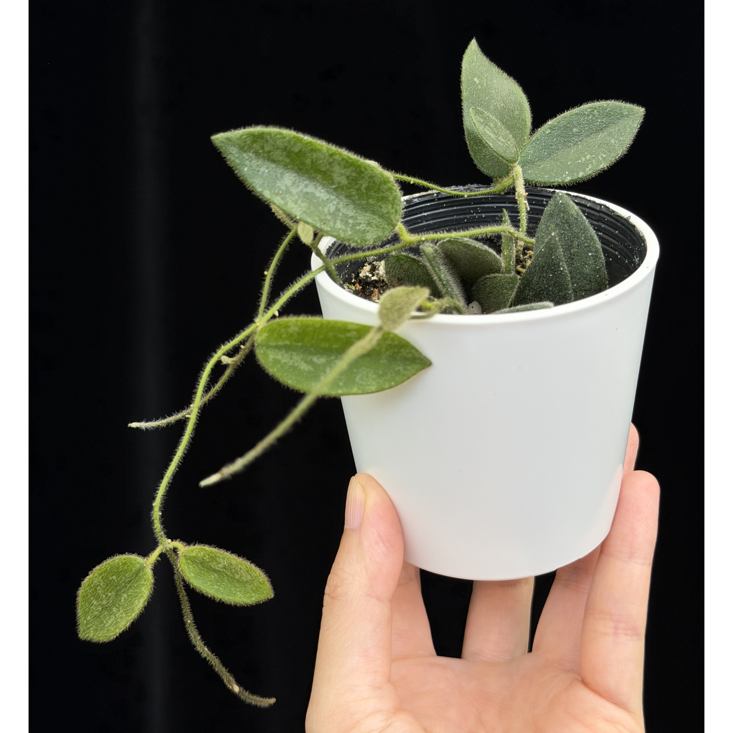 【一点もの】ホヤ トムソニー スプラッシュ Hoya thomsonii splash