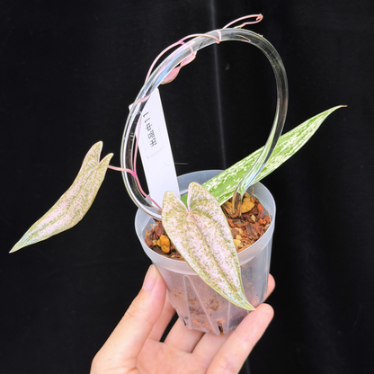 【一点もの】Dioscorea garrettii ‘Pixel’ 2.5号 クリア支柱Sサイズ仕立て ねこチップSS植え 激レア 11