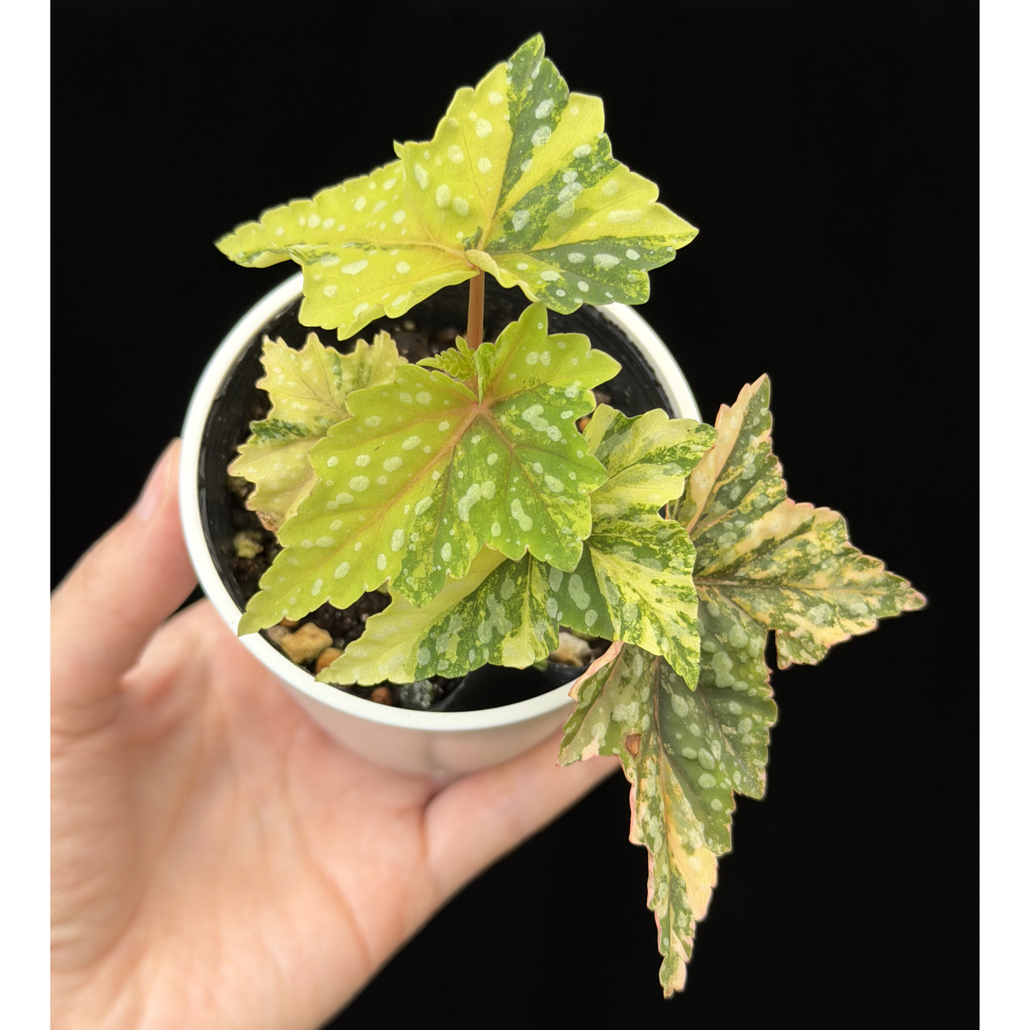 【一点もの】ベゴニア 出雲の煌星 斑入り Izumo no Kiraboshi variegated 希少 激レア