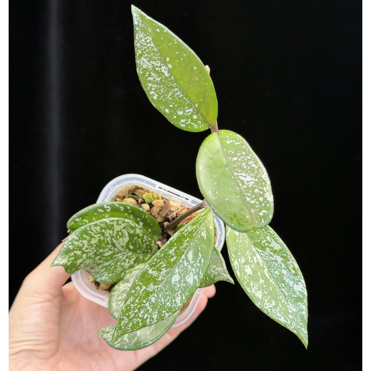 【一点もの】ホヤ ウィルバーグレイブス Hoya Wilbur Graves 3号 ネガミエル ねこチップ