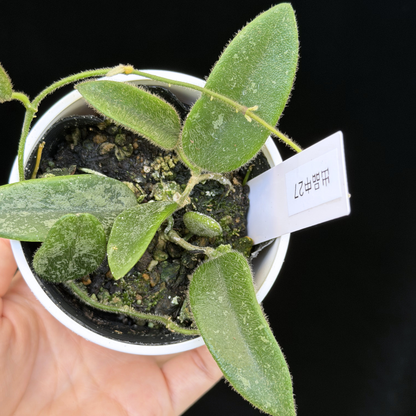 【一点もの】ホヤ トムソニー スプラッシュ Hoya thomsonii splash 27