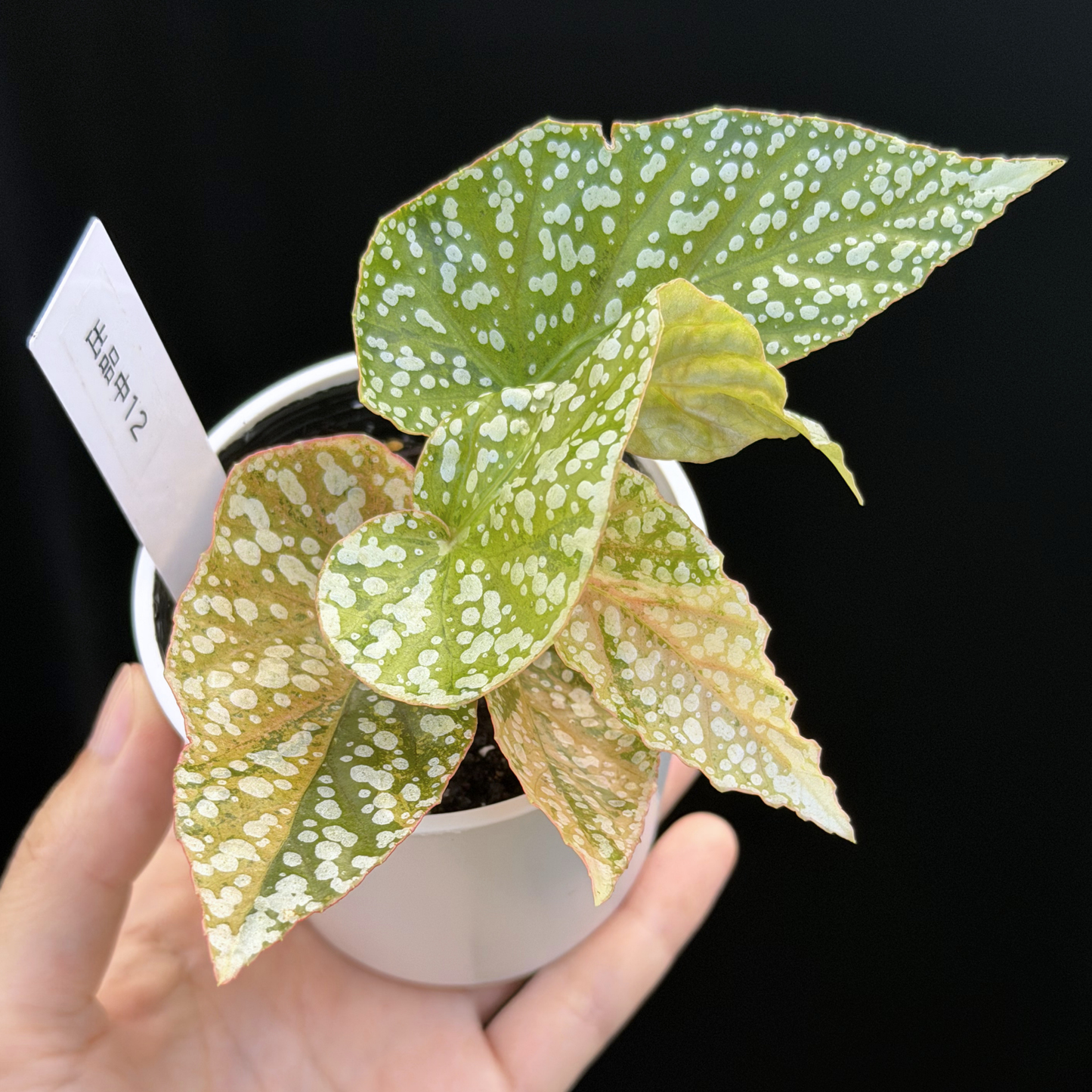 【一点もの】ベゴニア スノーキャップド ピンク斑入り Begonia Snow Capped variegata 12