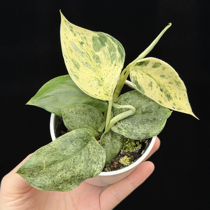 【一点もの】スキンダプサス ジェイドサテン マーブルクイーン Scindapsus Jade Satin Marble Queen